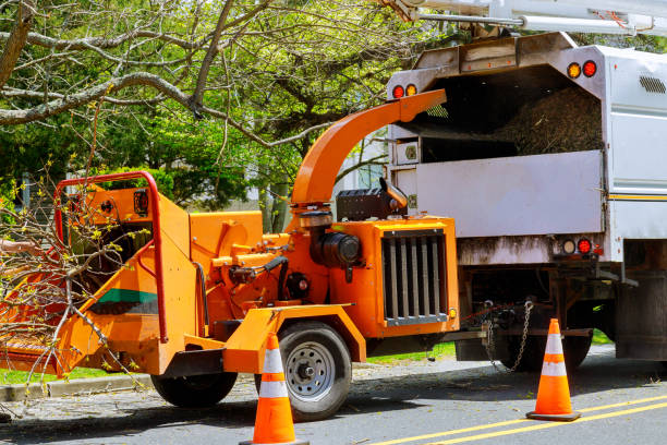 How Our Tree Care Process Works  in  East St Louis, IL