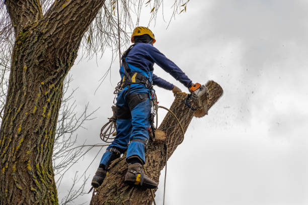 Leaf Removal in East St Louis, IL